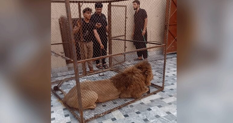 Punjab, stretta del governo contro i leoni domestici dopo l’attacco a Lahore